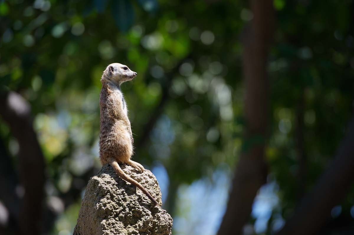 san diego meerkat standing on gray stone selective focus photography san diego zoo